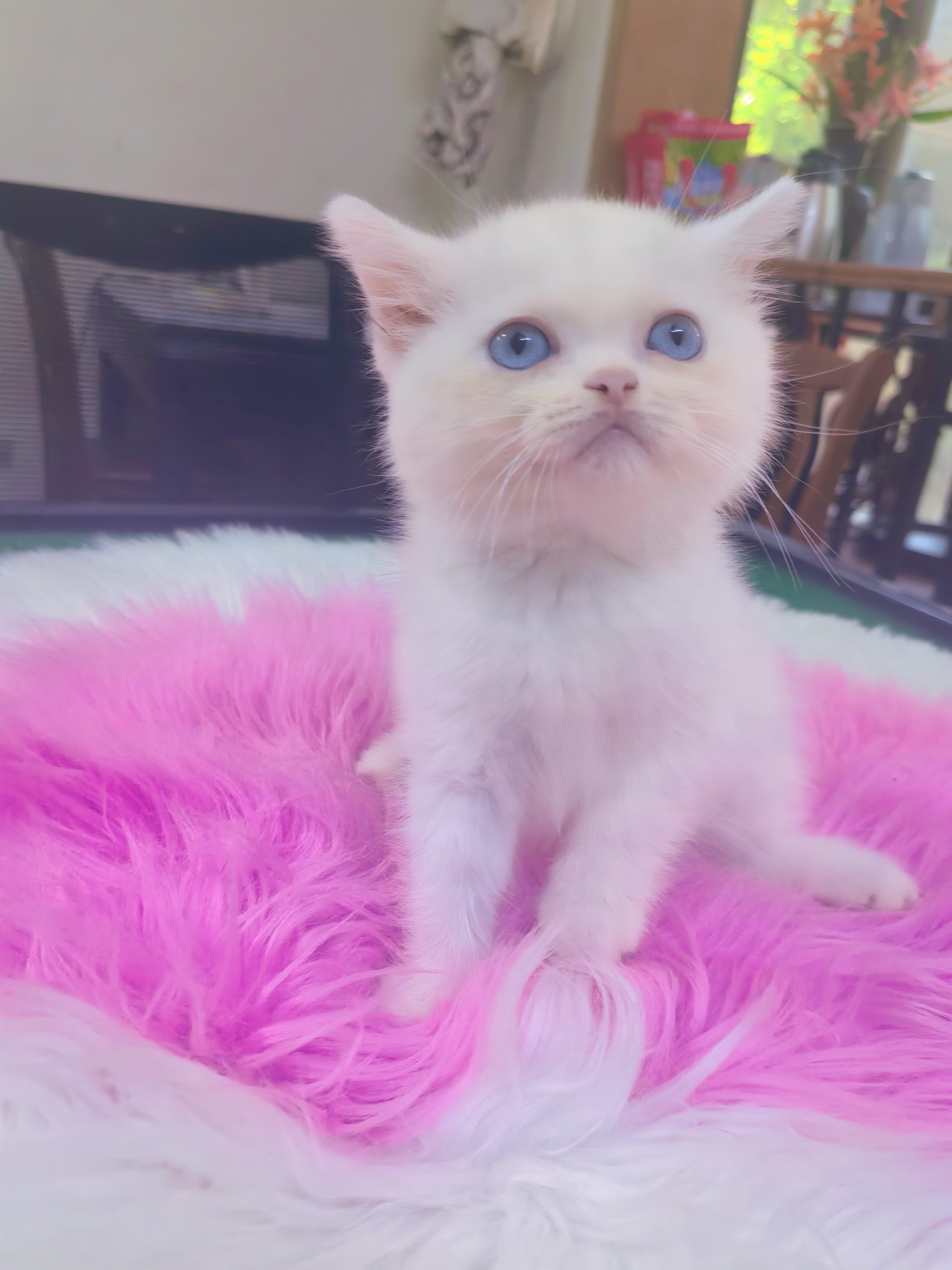 英国短毛猫